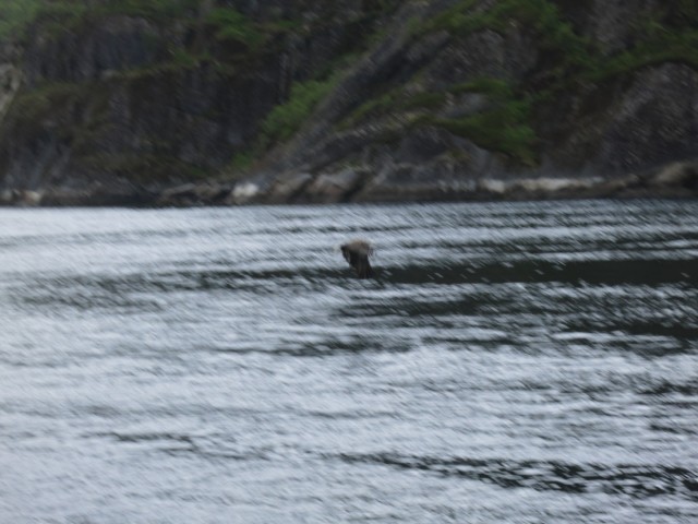 Hurtigruten_2015-06-25_16-28-2